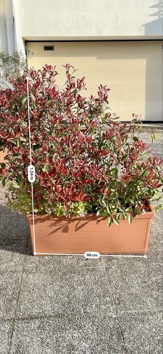 Plantas Fotínia 'Red Robin' em floreira ,Altura 1,25mts