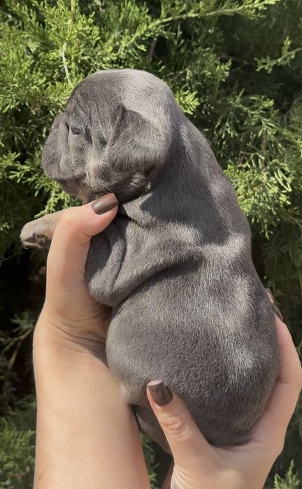 Самые красивые голубые бульдожки!