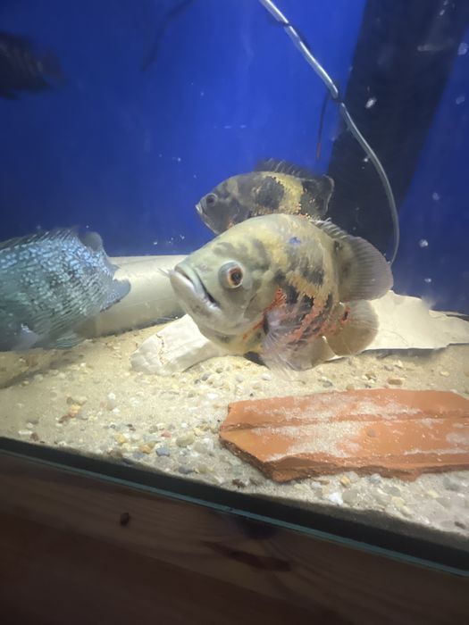 Peixe Oscar e Acara do congo a venda