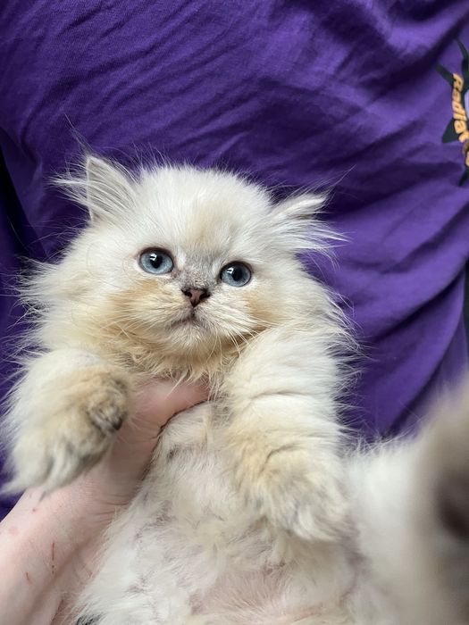 Kocur point zloty dlugowlosy odbior koniec luty