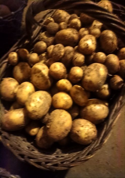 Sprzedam ziemniaki jadalne