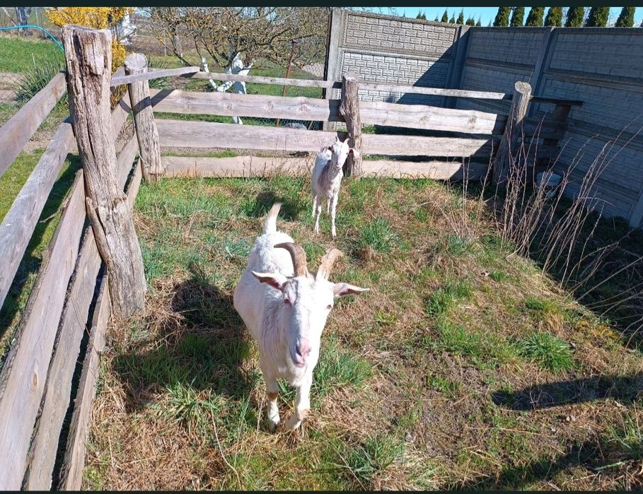 Sprzedam 2 kozy saaneńskie