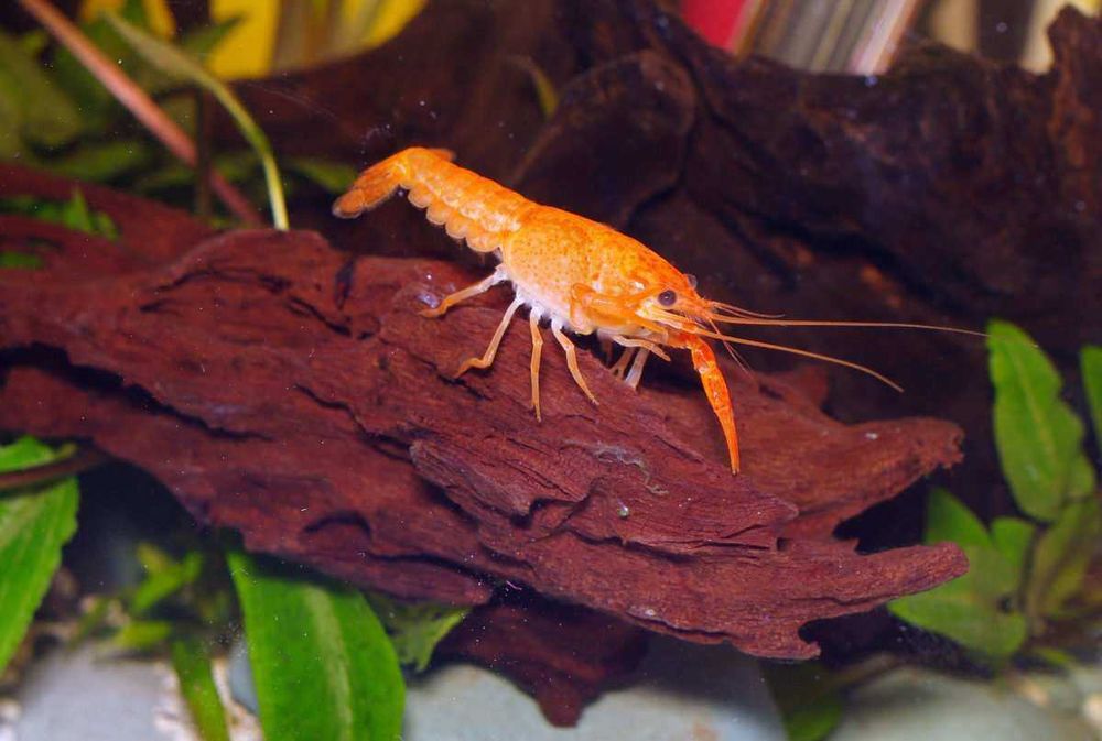 RAK Cambarellus orange