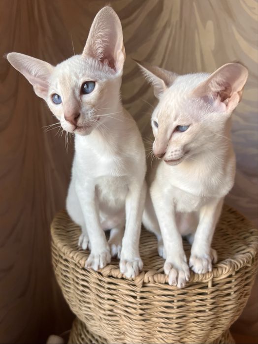 Орієнтальні дівчата, 3 місяці