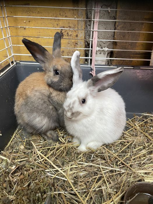 Декоративні кролики