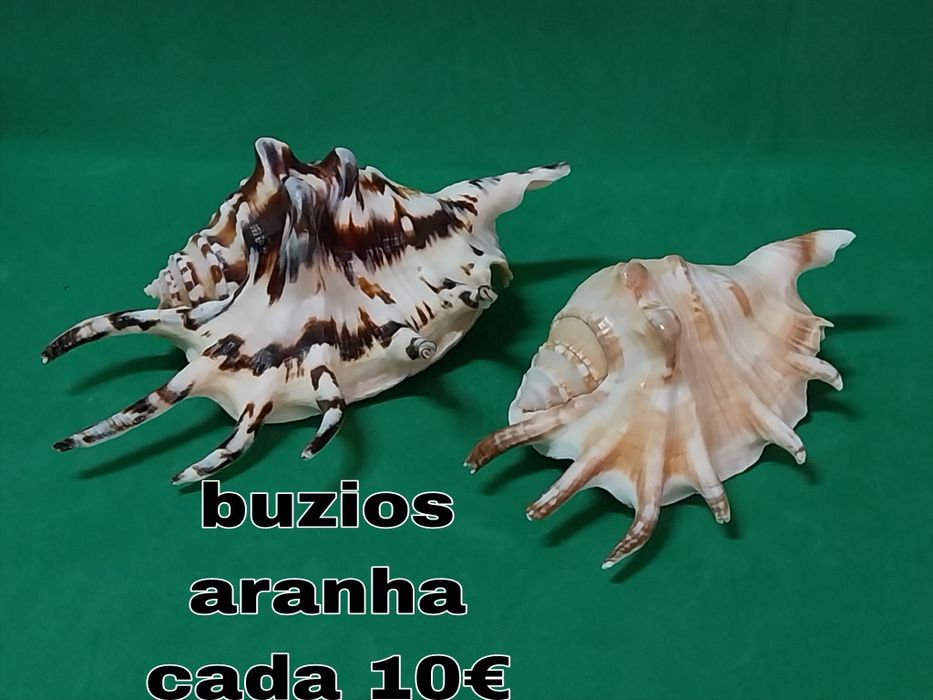 Búzios conchas etc