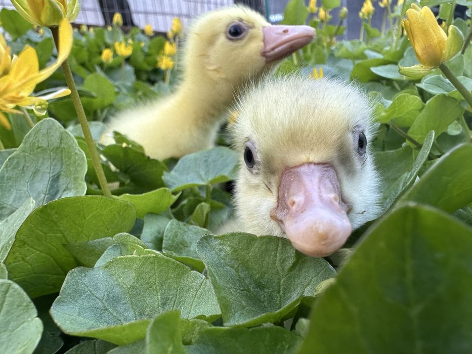 Продам добових гусенят.