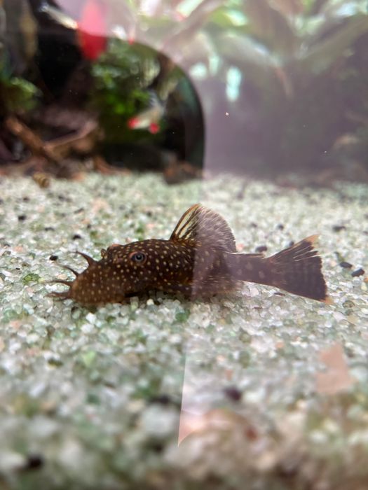Peixe ancistrus juvenis