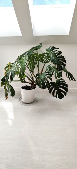 Monstera doniczka