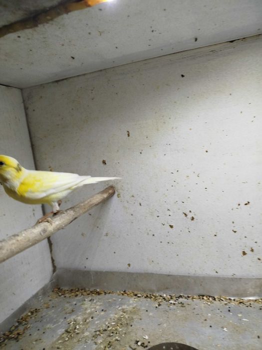 Kanarki miniatura Hiszpańska