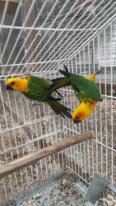 Casal aratinga M 2018 F 2024