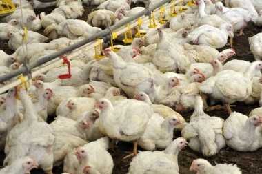 ІнкубацІйнІ яйця   ХАЙСЕКС ВАЙТ