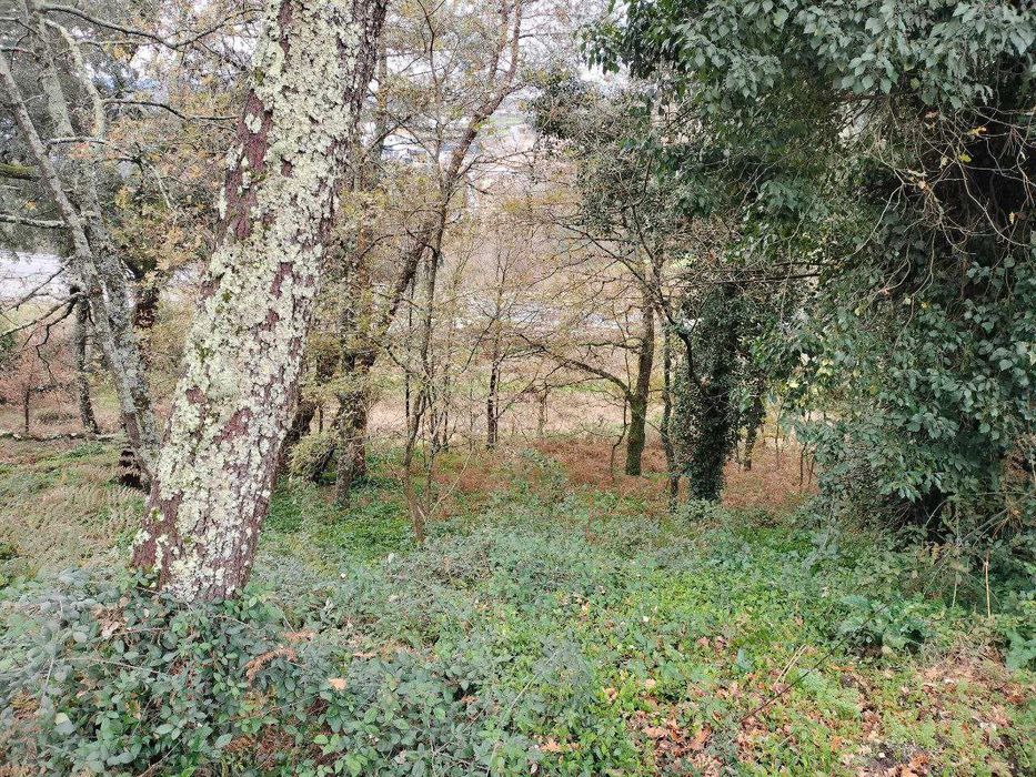 Terreno Agrícola 7.400 m² | Mina de Água | Livração | Arrendamento Rural 800 €/ano