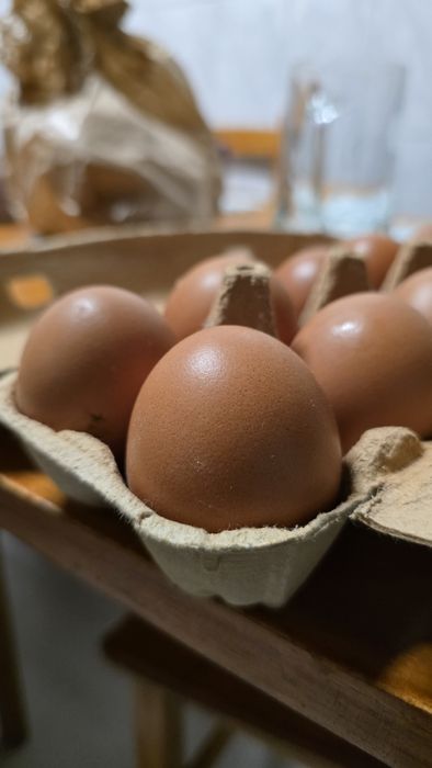 Ovos de galinha caseiros