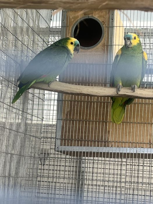 Casal amazonas aestiva