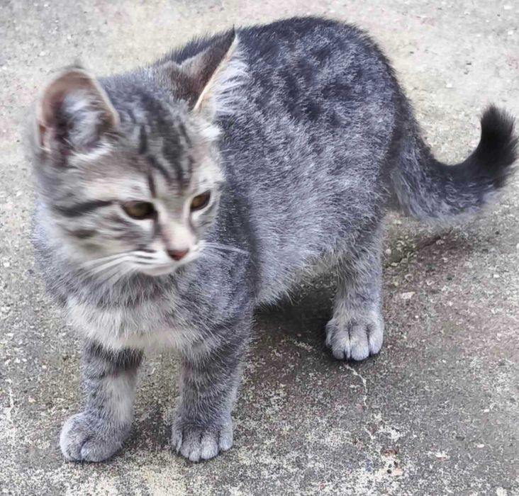Віддам кошенят безкоштовно
