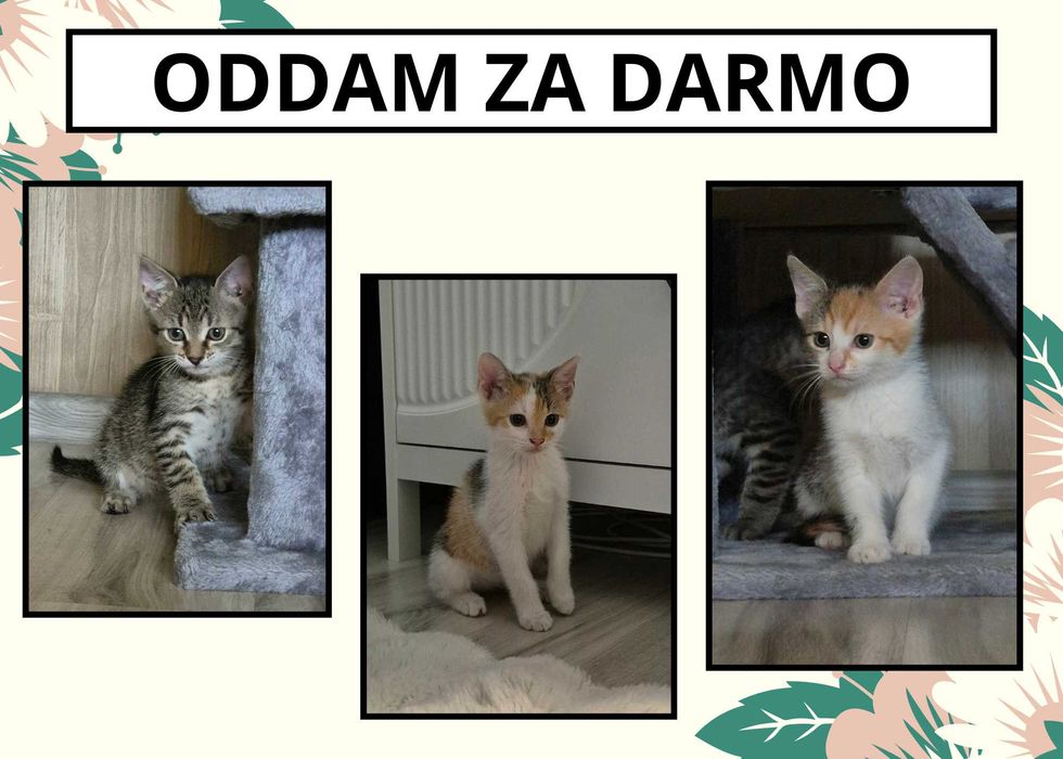 Trzy kociaki szukają domu
