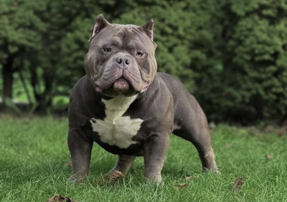American Bully ABKC