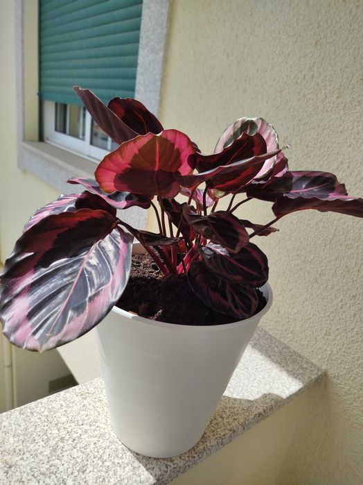 Planta Calathea em vasp