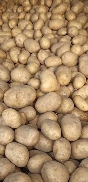 Sprzedam ziemniaki Jadalne