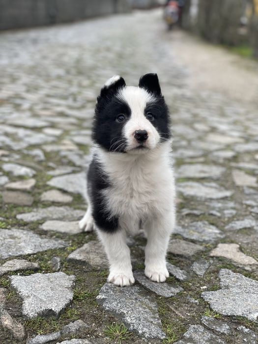 Border Collie TOP