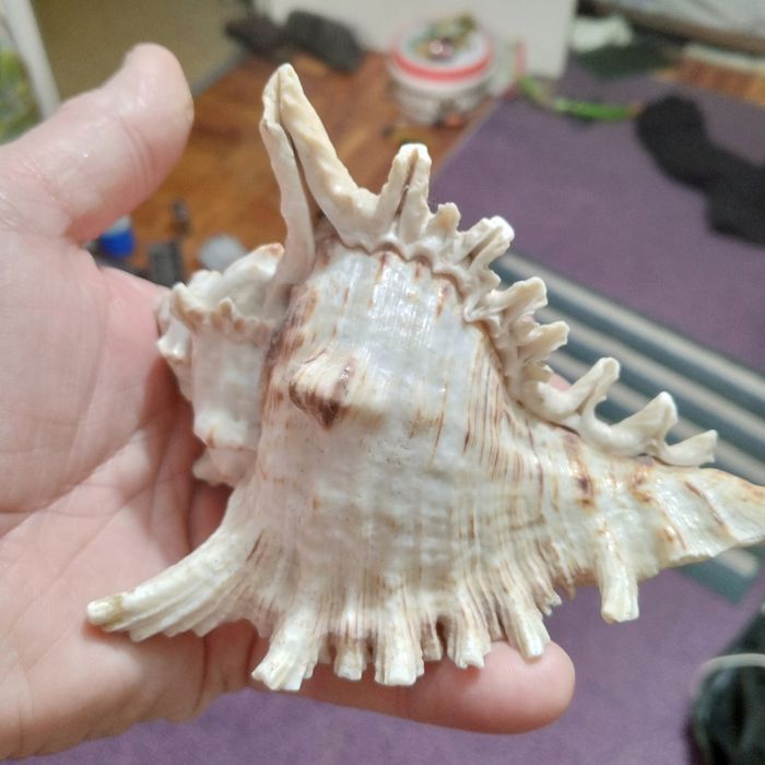 Ракушки для аквариума,звёзды, конек,кораллы