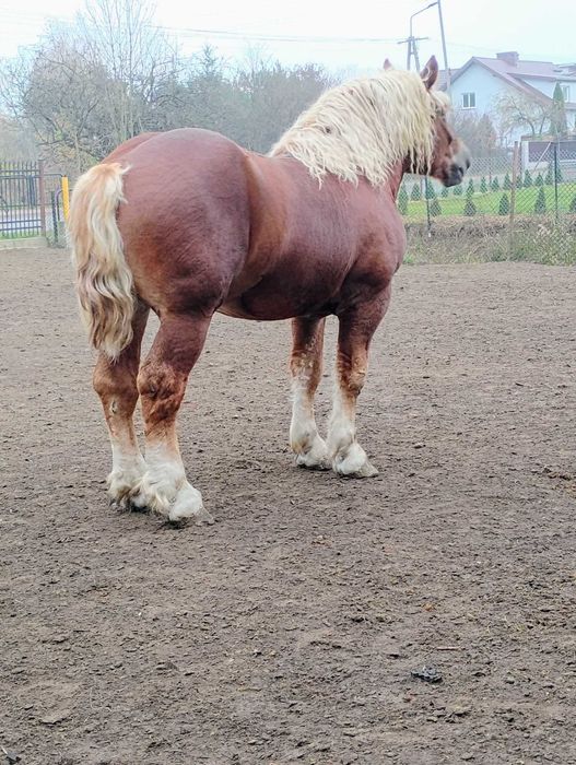 Ogiery zimnokrwiste SZPAKI