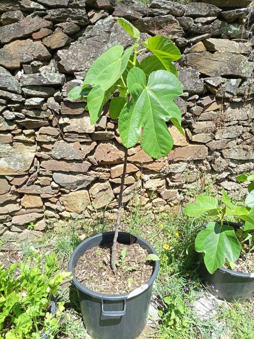 Paulownia elongata hybrids and other plants