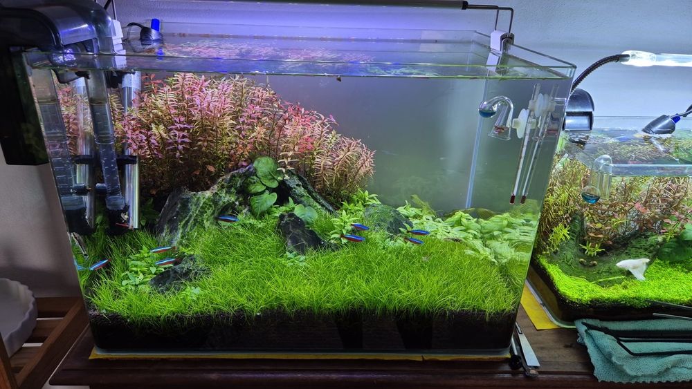 Aquário plantado completo