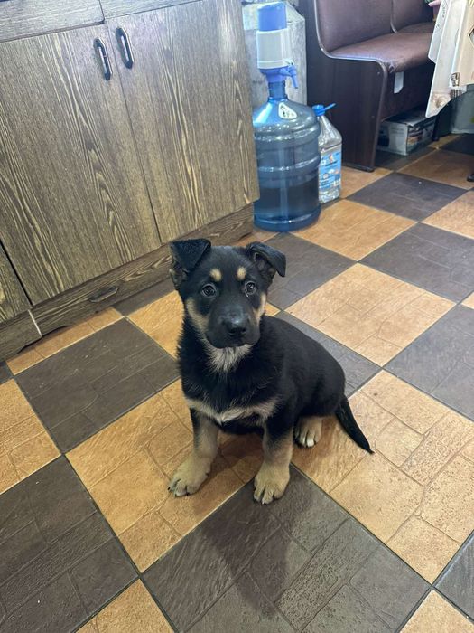 Цуценята німецьких вівчарок