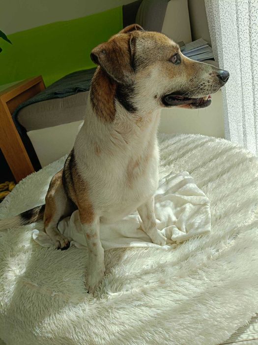Luka poleca się do adopcji