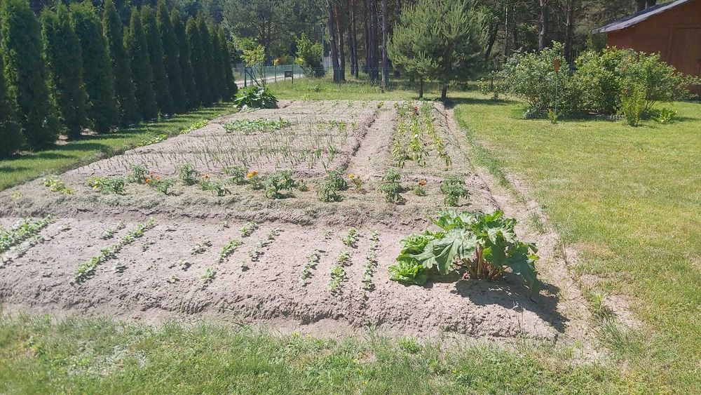 Sprzedam dwie działki w ROD "Piotruś" w Styrzyńcu