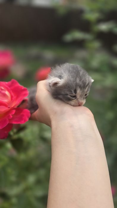 кошеня шукає дім