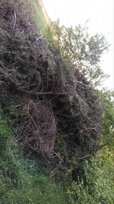 Wywóz odpadów zielonych Wywóz gałęzi Wywóz liści Łask Odbiór Gałęzi Sprzątanie działek Grabienie liści Koszenie trawy Odbiór trawy
