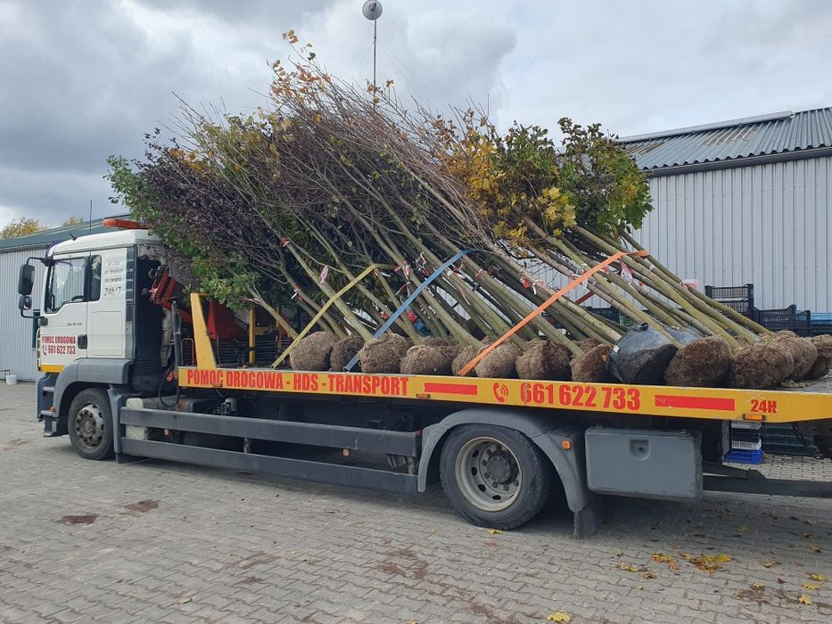 Lipa drobnolistna od 10 do 25cm obwodu