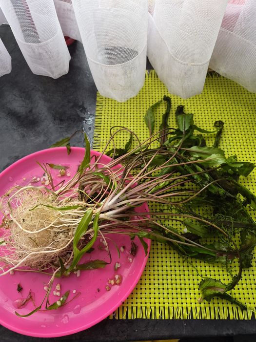 Roślinki do akwarium