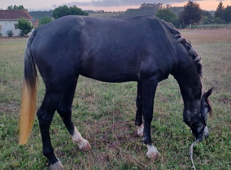 Beautiful stallion with potential, for sale (Coimbra)