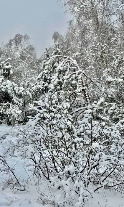 Земельна ділянка 1 га поруч з великим лісом!!!с.Здвижівка.