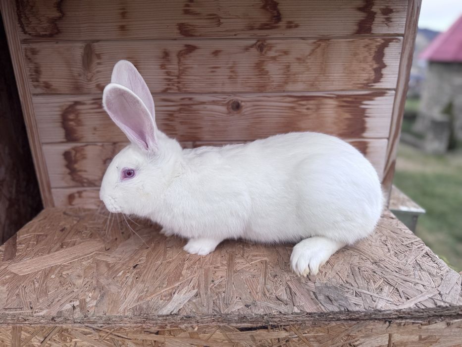 Kroliki Termondzkie,króliki Termondzkie  samce samiczki