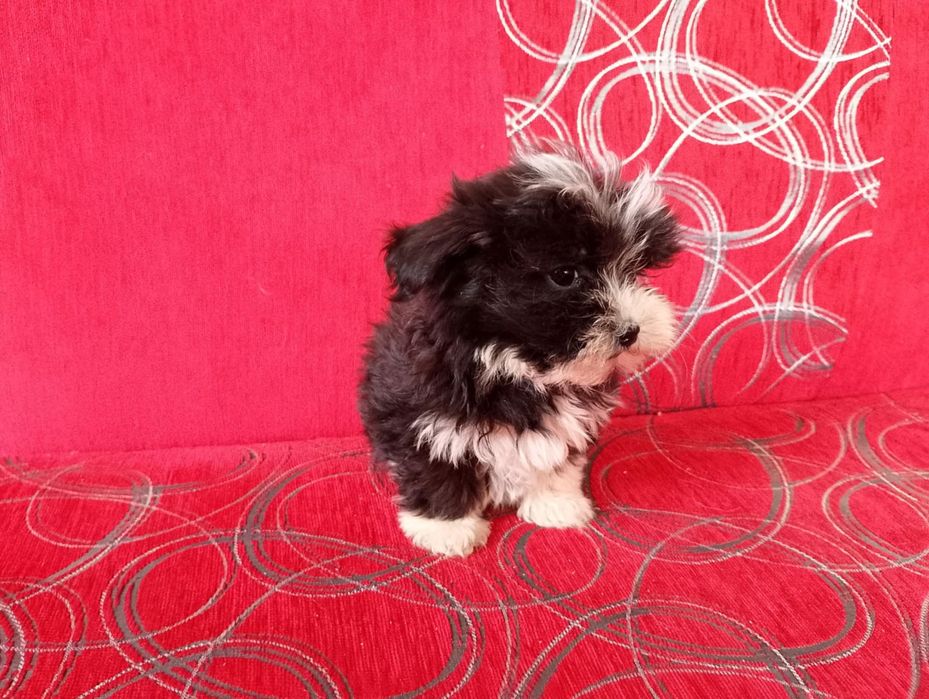 Morkie&hybryda&Maltanczyk&York