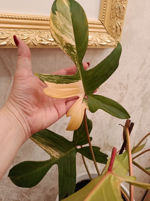 Magic Mack variegated