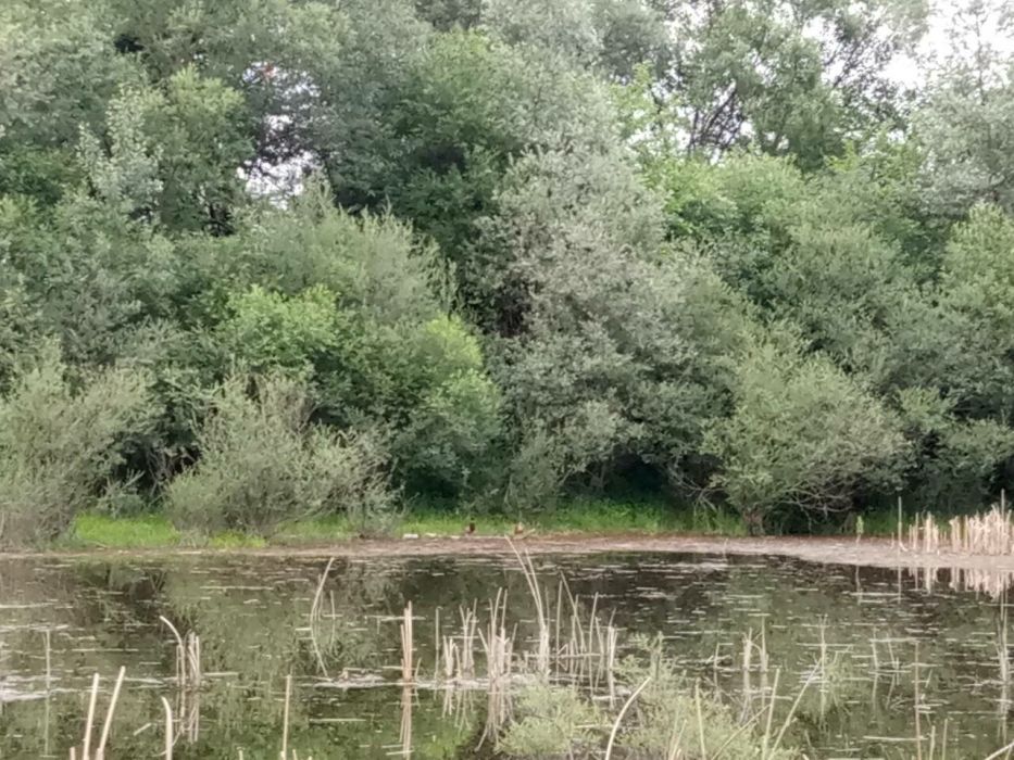 Участок 200 соток с жилым домом, хоз. постройками и озером!