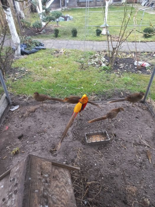 Фазан золотий.виводок 2024.рік