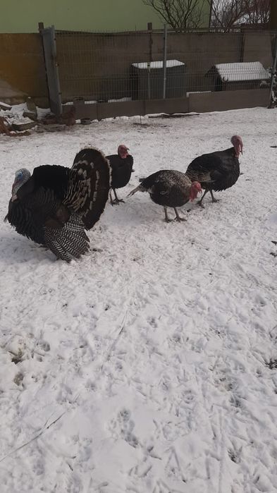 Sprzedam Indory z wolnego wybiegu