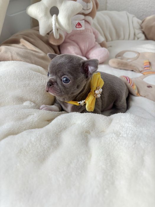 Chihuahua piękny malutki liliowy piesek
