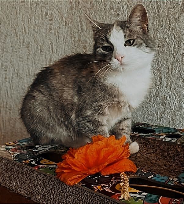 Віддам _ кішки_ кошеня_софі