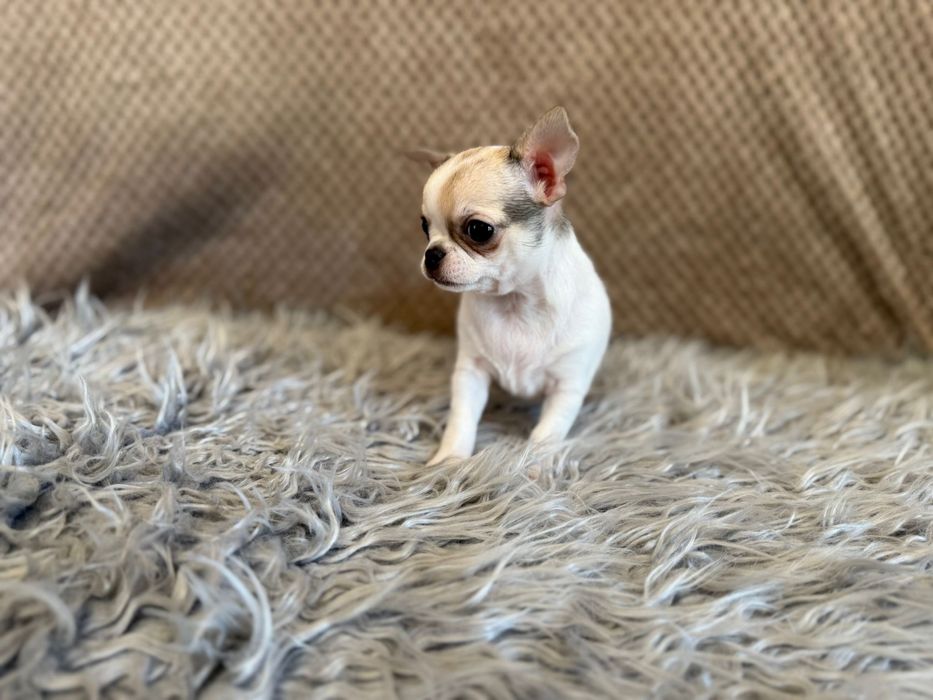 Chihuahua malutki uroczy chłopczyk