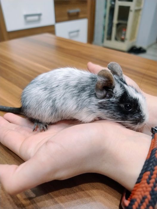 Koszatniczka do adopcji