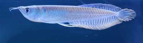 Arowana Srebna   Osteoglossum Bicirrhosum