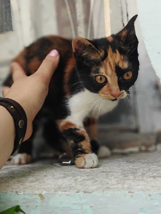 Шукають родини кошенята 3 місяці
